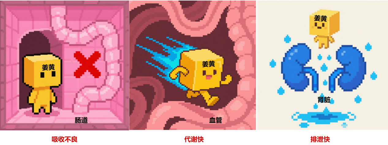 姜黃(huáng)健康密鑰：生(shēng)物(wù)利用(yòng)度——從(cóng)調味料到(dào)健康抗炎關鍵